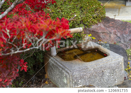 Koyasan Temple Lodgings: Joki-in Temple surrounded by autumn leaves 120691735