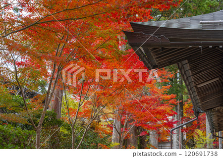 Koyasan Temple Lodgings: Joki-in Temple surrounded by autumn leaves 120691738