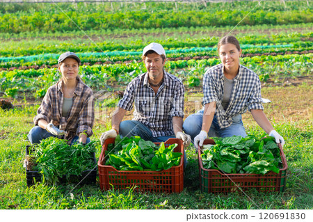 Portrait of three farmers - man and two women with boxes of chard and arugula harvest in their hands in farmer field 120691830