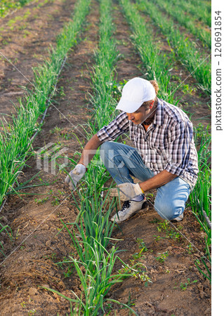 Man works on garden bed cuts bunches of salad leek and puts them in box for transportation Man works on garden bed cuts bunches of salad leek and puts them in box for transportation 120691854