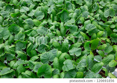 Rows of pots with cucumber sprouts in greenhouse 120691856