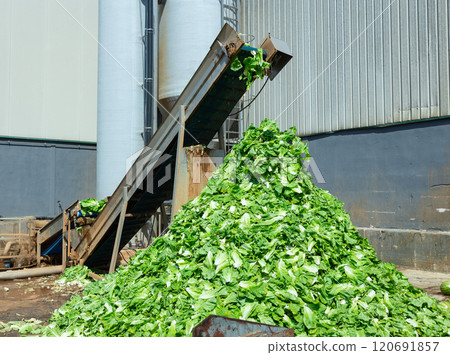 Abundance of lettuce at conveyor outdoors 120691857