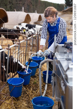 Adult male farmer giving water to calves on farm 120691887