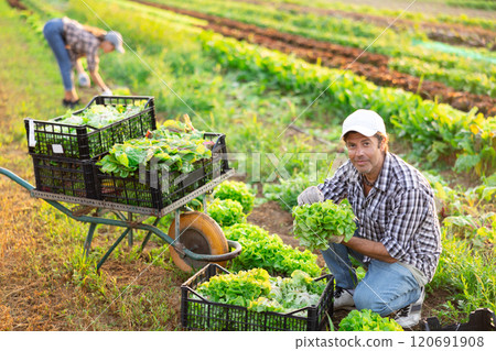Hired male farm worker harvesting lettuce on farm field Hired male farm worker harvesting lettuce on farm field 120691908