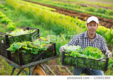 Man works on garden bed cuts bunches of garden cress salad and puts them in box for transportation Man works on garden bed cuts bunches of garden cress salad and puts them in box for transportation 120691960