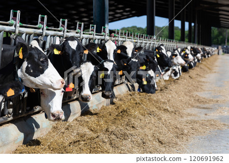 Holstein cows eating hay in stall on livestock farm 120691962