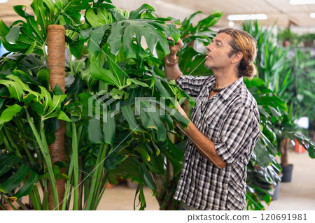 Man chooses an exotic tropical Monstera Deliciosa in flower shop Man chooses an exotic tropical Monstera Deliciosa in flower shop 120691981
