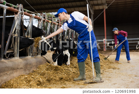 Livestock farm worker feeding cows in cowshed, tossing fresh hay into stall with pitchfork 120691998