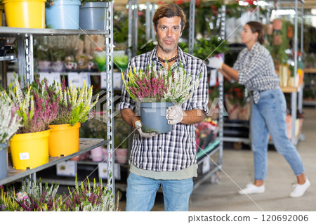 Adult man choosing blooming potted heather at flower market Adult man choosing blooming potted heather at flower market 120692006