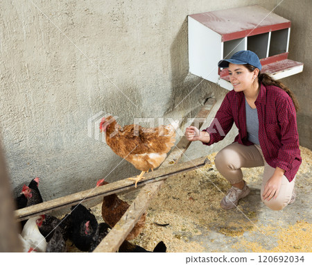 Young female farm worker feeding hens 120692034