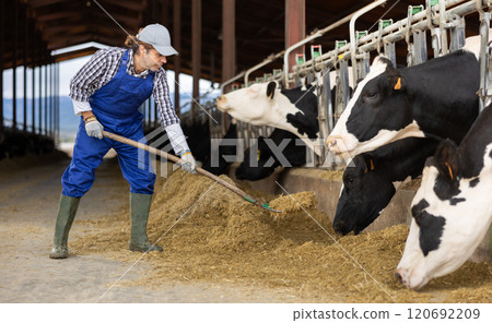 Adult male farmer feeding cows on dairy farm Adult male farmer feeding cows on dairy farm 120692209