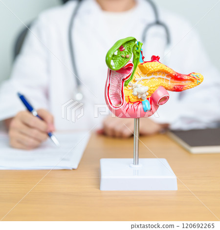 Doctor with human Pancreatitis anatomy model with Pancreas, Gallbladder, Bile Duct, Duodenum, Small intestine. Pancreatic cancer, Acute and Chronic pancreatitis,  Digestive system and Health concept 120692265