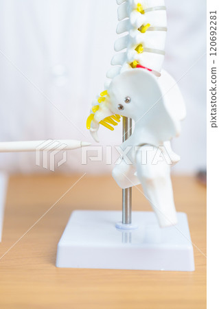 Doctor with human Spine anatomy model. Spinal Cord Disorder and disease, Back pain, Lumbar, Sacral pelvis, Cervical neck, Thoracic, Coccyx, Orthopedist, chiropractic, Office Syndrome and health Doctor with human Spine anatomy model. Spinal Cord Disorder and disease, Back pain, Lumbar, Sacral pelvis, Cervical neck, Thoracic, Coccyx, Orthopedist, chiropractic, Office Syndrome and health 120692281