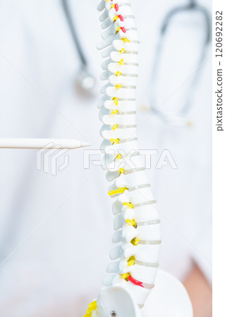 Doctor with human Spine anatomy model. Spinal Cord Disorder and disease, Back pain, Lumbar, Sacral pelvis, Cervical neck, Thoracic, Coccyx, Orthopedist, chiropractic, Office Syndrome and health Doctor with human Spine anatomy model. Spinal Cord Disorder and disease, Back pain, Lumbar, Sacral pelvis, Cervical neck, Thoracic, Coccyx, Orthopedist, chiropractic, Office Syndrome and health 120692282