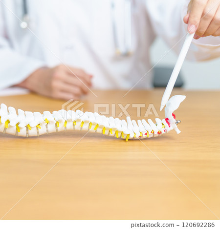 Doctor with human Spine anatomy model. Spinal Cord Disorder and disease, Back pain, Lumbar, Sacral pelvis, Cervical neck, Thoracic, Coccyx, Orthopedist, chiropractic, Office Syndrome and health Doctor with human Spine anatomy model. Spinal Cord Disorder and disease, Back pain, Lumbar, Sacral pelvis, Cervical neck, Thoracic, Coccyx, Orthopedist, chiropractic, Office Syndrome and health 120692286