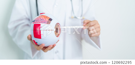 Doctor with human Eye anatomy model with magnifying glass. Eye disease, Refractive Errors, Age Related Macular Degeneration, Cataract, Diabetic Retinopathy, Glaucoma, Amblyopia, Strabismus and Health Doctor with human Eye anatomy model with magnifying glass. Eye disease, Refractive Errors, Age Related Macular Degeneration, Cataract, Diabetic Retinopathy, Glaucoma, Amblyopia, Strabismus and Health 120692295