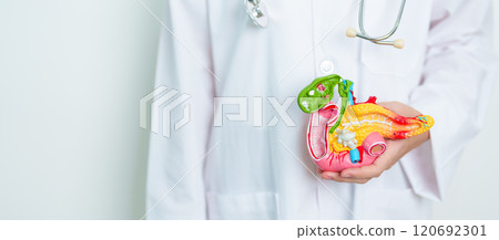 Doctor with human Pancreatitis anatomy model with Pancreas, Gallbladder, Bile Duct, Duodenum, Small intestine. Pancreatic cancer, Acute and Chronic pancreatitis, Digestive system and Health concept Doctor with human Pancreatitis anatomy model with Pancreas, Gallbladder, Bile Duct, Duodenum, Small intestine. Pancreatic cancer, Acute and Chronic pancreatitis, Digestive system and Health concept 120692301