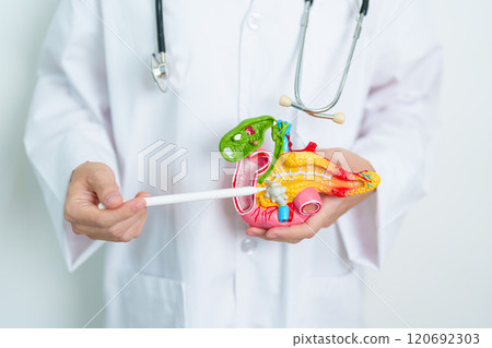Doctor with human Pancreatitis anatomy model with Pancreas, Gallbladder, Bile Duct, Duodenum, Small intestine. Pancreatic cancer, Acute and Chronic pancreatitis,  Digestive system and Health concept 120692303