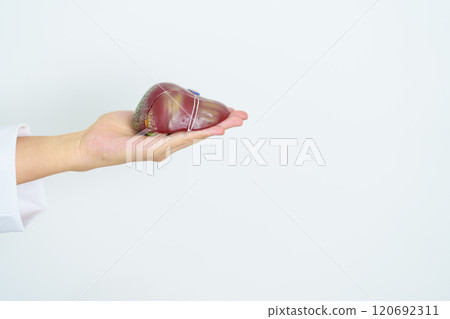 Doctor with human Liver anatomy model. Liver cancer and Tumor, Jaundice, Viral Hepatitis A, B, C, D, E, Cirrhosis, Failure, Enlarged, Hepatic Encephalopathy, Ascites Fluid in Belly and health concept Doctor with human Liver anatomy model. Liver cancer and Tumor, Jaundice, Viral Hepatitis A, B, C, D, E, Cirrhosis, Failure, Enlarged, Hepatic Encephalopathy, Ascites Fluid in Belly and health concept 120692311