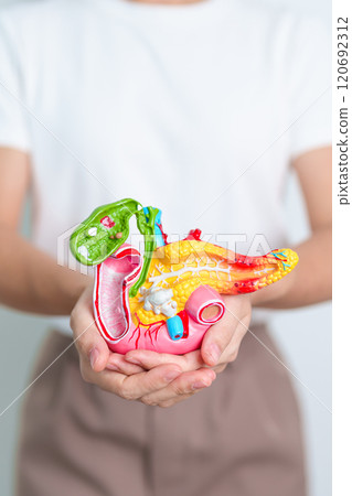 Woman holding human Pancreatitis anatomy model with Pancreas, Gallbladder, Bile Duct, Duodenum, Small intestine. Pancreatic cancer, Acute and Chronic pancreatitis, Digestive system and Health concept Woman holding human Pancreatitis anatomy model with Pancreas, Gallbladder, Bile Duct, Duodenum, Small intestine. Pancreatic cancer, Acute and Chronic pancreatitis, Digestive system and Health concept 120692312