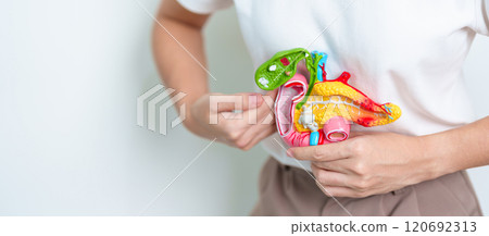 Woman holding human Pancreatitis anatomy model with Pancreas, Gallbladder, Bile Duct, Duodenum, Small intestine. Pancreatic cancer, Acute and Chronic pancreatitis, Digestive system and Health concept Woman holding human Pancreatitis anatomy model with Pancreas, Gallbladder, Bile Duct, Duodenum, Small intestine. Pancreatic cancer, Acute and Chronic pancreatitis, Digestive system and Health concept 120692313