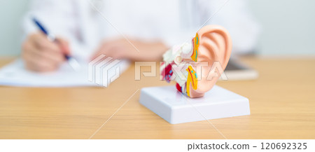 Doctor with human Ear anatomy model. Ear disease, Atresia, Otitis Media, Pertorated Eardrum, Meniere syndrome, otolaryngologist, Ageing Hearing Loss, Schwannoma and Health Doctor with human Ear anatomy model. Ear disease, Atresia, Otitis Media, Pertorated Eardrum, Meniere syndrome, otolaryngologist, Ageing Hearing Loss, Schwannoma and Health 120692325