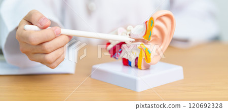 Doctor with human Ear anatomy model. Ear disease, Atresia, Otitis Media, Pertorated Eardrum, Meniere syndrome, otolaryngologist, Ageing Hearing Loss, Schwannoma and Health Doctor with human Ear anatomy model. Ear disease, Atresia, Otitis Media, Pertorated Eardrum, Meniere syndrome, otolaryngologist, Ageing Hearing Loss, Schwannoma and Health 120692328