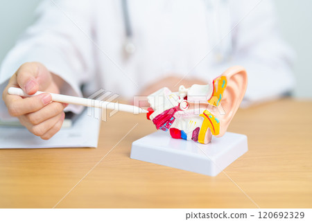 Doctor with human Ear anatomy model. Ear disease, Atresia, Otitis Media, Pertorated Eardrum, Meniere syndrome, otolaryngologist, Ageing Hearing Loss, Schwannoma and Health 120692329