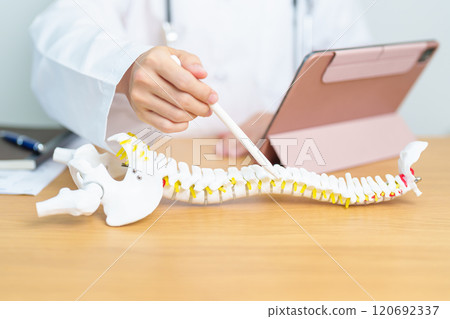 Doctor with human Spine anatomy model. Spinal Cord Disorder and disease, Back pain, Lumbar, Sacral pelvis, Cervical neck, Thoracic, Coccyx, Orthopedist, chiropractic, Office Syndrome and health 120692337