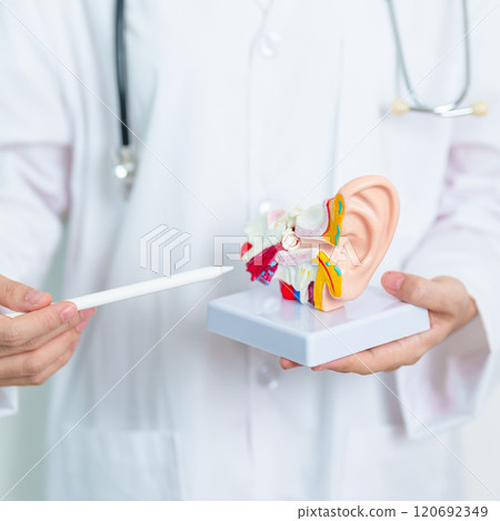 Doctor with human Ear anatomy model. Ear disease, Atresia, Otitis Media, Pertorated Eardrum, Meniere syndrome, otolaryngologist, Ageing Hearing Loss, Schwannoma and Health Doctor with human Ear anatomy model. Ear disease, Atresia, Otitis Media, Pertorated Eardrum, Meniere syndrome, otolaryngologist, Ageing Hearing Loss, Schwannoma and Health 120692349