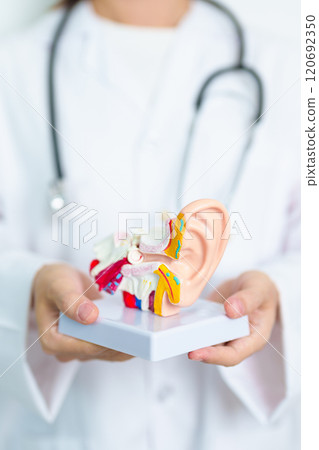 Doctor with human Ear anatomy model. Ear disease, Atresia, Otitis Media, Pertorated Eardrum, Meniere syndrome, otolaryngologist, Ageing Hearing Loss, Schwannoma and Health 120692350
