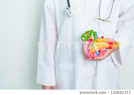 Doctor with human Pancreatitis anatomy model with Pancreas, Gallbladder, Bile Duct, Duodenum, Small intestine. Pancreatic cancer, Acute and Chronic pancreatitis,  Digestive system and Health concept 120692351