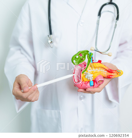 Doctor with human Pancreatitis anatomy model with Pancreas, Gallbladder, Bile Duct, Duodenum, Small intestine. Pancreatic cancer, Acute and Chronic pancreatitis,  Digestive system and Health concept 120692354