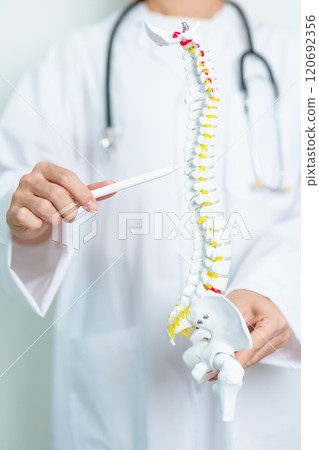 Doctor with human Spine anatomy model. Spinal Cord Disorder and disease, Back pain, Lumbar, Sacral pelvis, Cervical neck, Thoracic, Coccyx, Orthopedist, chiropractic, Office Syndrome and health Doctor with human Spine anatomy model. Spinal Cord Disorder and disease, Back pain, Lumbar, Sacral pelvis, Cervical neck, Thoracic, Coccyx, Orthopedist, chiropractic, Office Syndrome and health 120692356