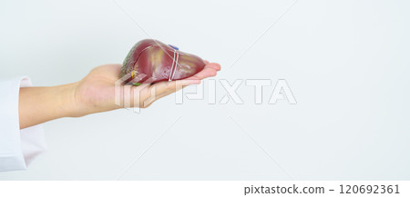 Doctor with human Liver anatomy model. Liver cancer and Tumor, Jaundice, Viral Hepatitis A, B, C, D, E, Cirrhosis, Failure, Enlarged, Hepatic Encephalopathy, Ascites Fluid in Belly and health concept 120692361