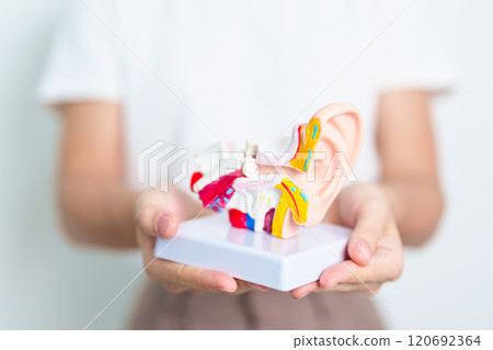 Woman holding human Ear anatomy model. Ear disease, Atresia, Otitis Media, Pertorated Eardrum, Meniere syndrome, otolaryngologist, Ageing Hearing Loss, Schwannoma and Health Woman holding human Ear anatomy model. Ear disease, Atresia, Otitis Media, Pertorated Eardrum, Meniere syndrome, otolaryngologist, Ageing Hearing Loss, Schwannoma and Health 120692364