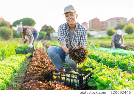 Girl works on plantation cuts bunches of purple salad and puts them in box for transportation 120692446