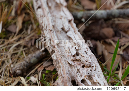 Dead tree 120692447