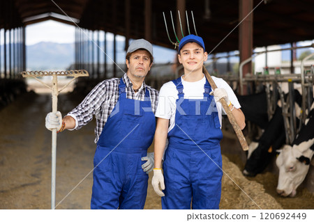 Farmers stand with rakes at cow farm Farmers stand with rakes at cow farm 120692449