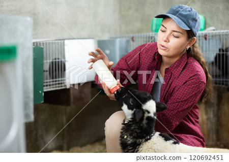Young female farmer feeding baby sheep 120692451