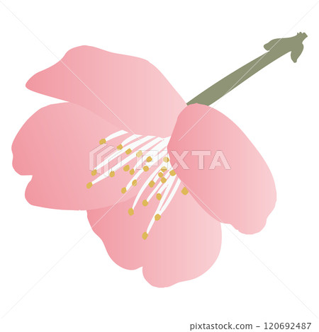 Vector illustration of plum blossom 120692487
