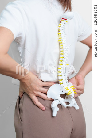 woman with human Spine anatomy model. Spinal Cord Disorder and disease, Back pain, Lumbar, Sacral pelvis, Cervical neck, Thoracic, Coccyx, Orthopedist, chiropractic, Office Syndrome and health 120692502