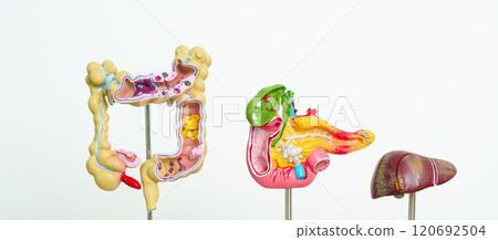 human Digestive system anatomy model, Pancreas, Gallbladder, Bile Duct, Liver and Colon Large Intestine. Disease, healthcare and Health concept human Digestive system anatomy model, Pancreas, Gallbladder, Bile Duct, Liver and Colon Large Intestine. Disease, healthcare and Health concept 120692504