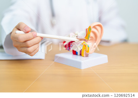 Doctor with human Ear anatomy model. Ear disease, Atresia, Otitis Media, Pertorated Eardrum, Meniere syndrome, otolaryngologist, Ageing Hearing Loss, Schwannoma and Health Doctor with human Ear anatomy model. Ear disease, Atresia, Otitis Media, Pertorated Eardrum, Meniere syndrome, otolaryngologist, Ageing Hearing Loss, Schwannoma and Health 120692514