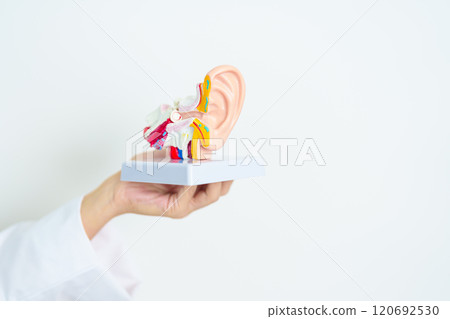 Doctor holding human Ear anatomy model. Ear disease, Atresia, Otitis Media, Pertorated Eardrum, Meniere syndrome, otolaryngologist, Ageing Hearing Loss, Schwannoma and Health 120692530