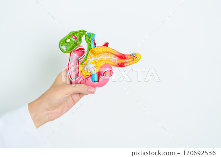 Doctor with human Pancreatitis anatomy model with Pancreas, Gallbladder, Bile Duct, Duodenum, Small intestine. Pancreatic cancer, Acute and Chronic pancreatitis,  Digestive system and Health concept 120692536