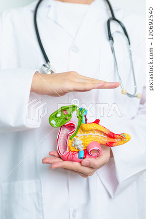 Doctor with human Pancreatitis anatomy model with Pancreas, Gallbladder, Bile Duct, Duodenum, Small intestine. Pancreatic cancer, Acute and Chronic pancreatitis,  Digestive system and Health concept 120692540