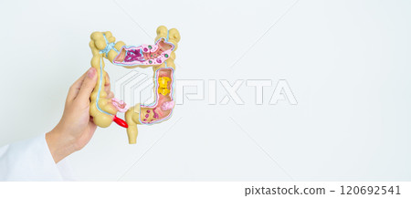 Doctor with human Colon anatomy model. Colonic disease, Large Intestine, Colorectal cancer, Ulcerative colitis, Diverticulitis, Irritable bowel syndrome, Digestive system and Health concept 120692541
