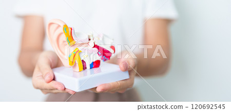 Woman holding human Ear anatomy model. Ear disease, Atresia, Otitis Media, Pertorated Eardrum, Meniere syndrome, otolaryngologist, Ageing Hearing Loss, Schwannoma and Health 120692545