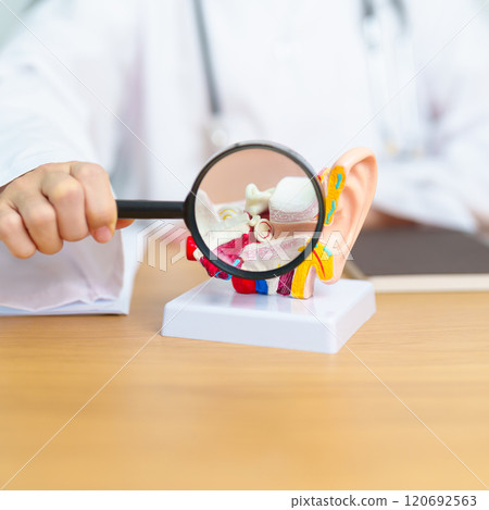 Doctor with human Ear anatomy model with magnifying glass. Ear disease, Atresia, Otitis Media, Pertorated Eardrum, Meniere syndrome, otolaryngologist, Ageing Hearing Loss, Schwannoma and Health 120692563